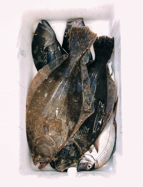 Catch of the day, fluke, seabass, and porgies, cold2.fioekdjsdas.cf