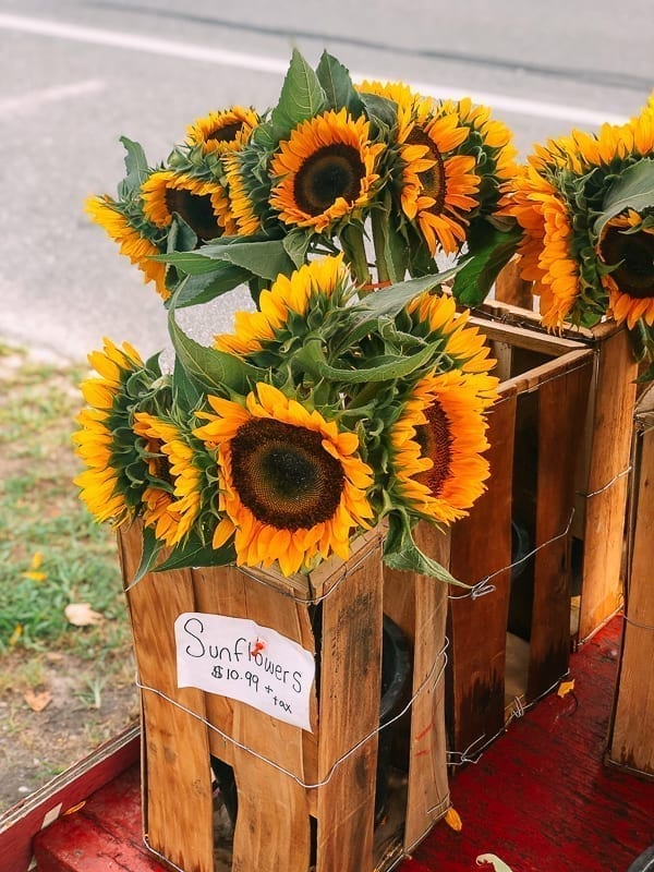 Sunflowers, cold2.fioekdjsdas.cf